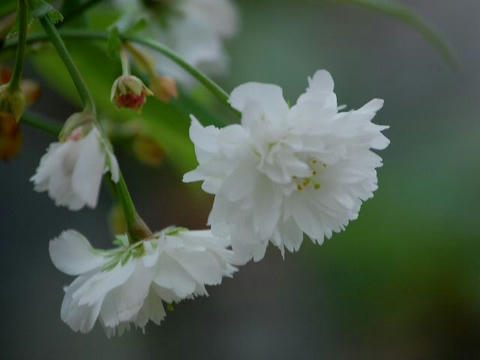 気多の白菊桜（ケタノシロギクザクラ）
