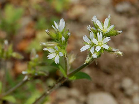 オランダ耳菜草（オランダミミナグサ）