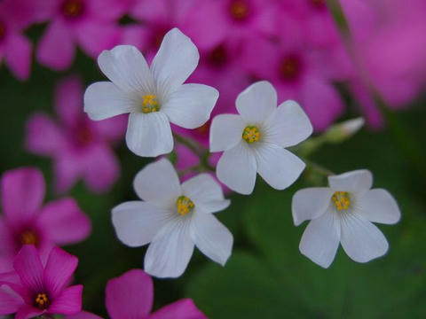 白花芋片喰（シロバナイモカタバミ）