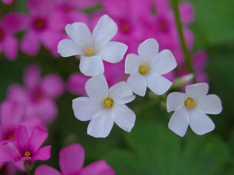 白花芋片喰（シロバナイモカタバミ）