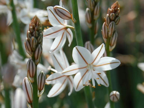 花蔓穂蘭（ハナツルボラン）