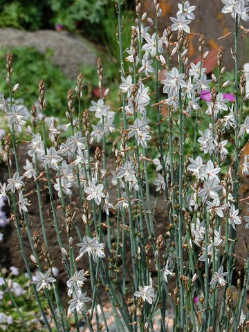 花蔓穂蘭（ハナツルボラン）