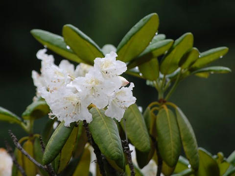 白山石楠花（ハクサンシャクナゲ）