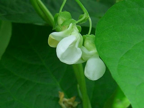 隠元豆（インゲンマメ）