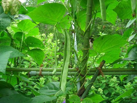 隠元豆（インゲンマメ）