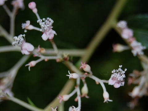 奄美草紫陽花（アマミクサアジサイ）