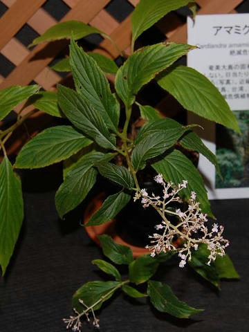 奄美草紫陽花（アマミクサアジサイ）