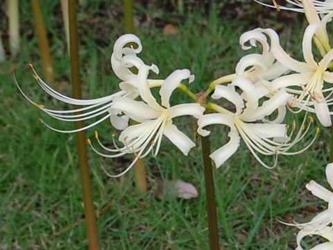 白花曼珠沙華（シロバナマンジュシャゲ）