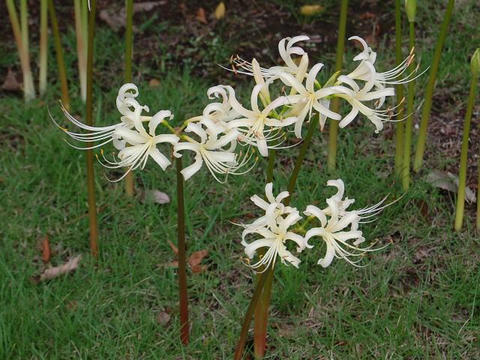 白花曼珠沙華（シロバナマンジュシャゲ）