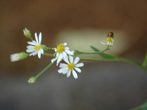 長葉白山菊（ナガバシラヤマギク）