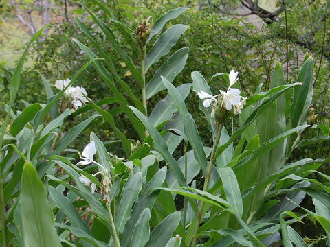 花縮紗（ハナシュクシャ）