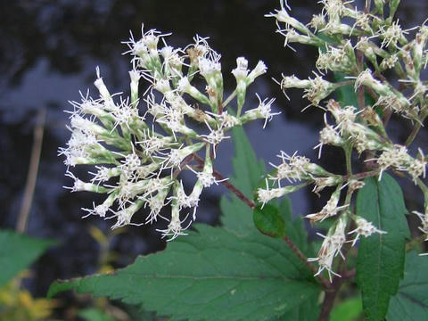 鵯花（ヒヨドリバナ）