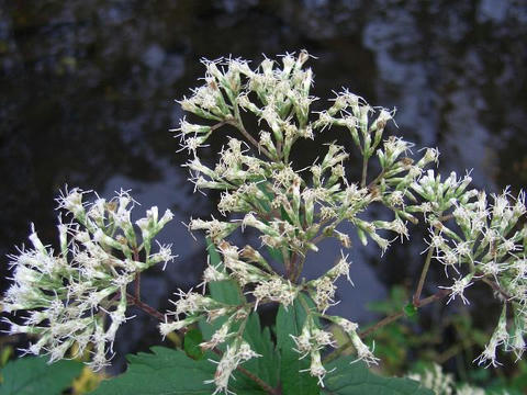 鵯花（ヒヨドリバナ）