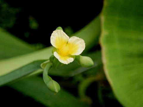 黄花面高（キバナオモダカ）