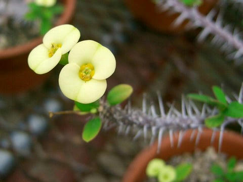 黄花花麒麟（キバナハナキリン）