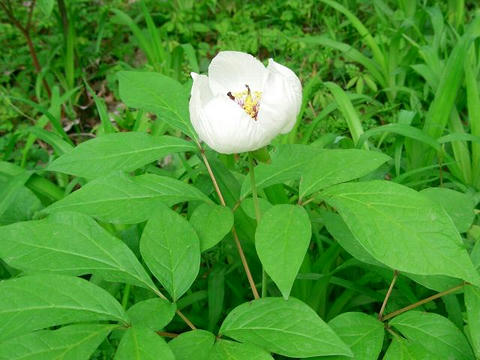 山芍薬（ヤマシャクヤク）