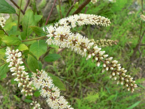 木葉の随菜（コバノズイナ）