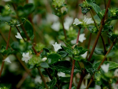 支那白丁花（シナハクチョウゲ）