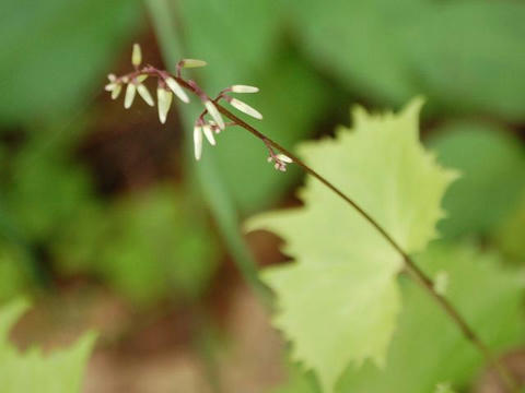 蟹蝙蝠（カニコウモリ）