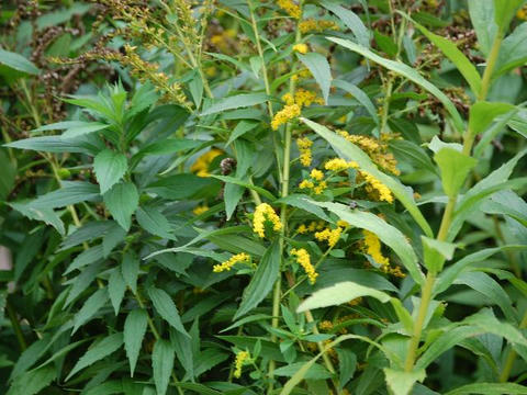 カナダ秋の麒麟草（カナダアキノキリンソウ）