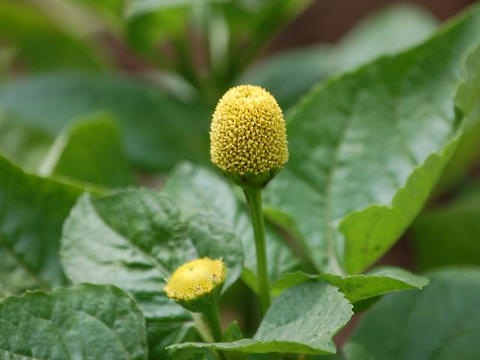 黄花オランダ千日（キバナオランダセンニチ）