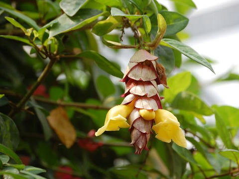 黄花瓔珞（キバナヨウラク）