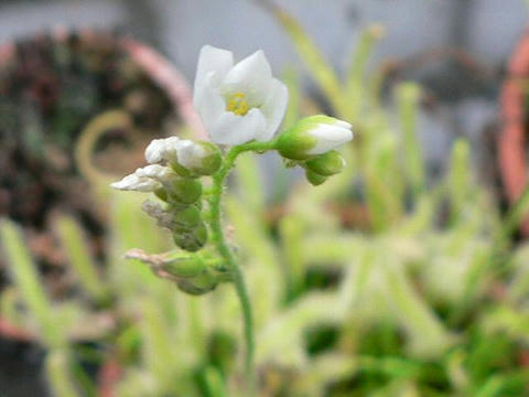 白花アフリカ長葉毛氈苔（シロバナアフリカナガバモウセンゴケ）