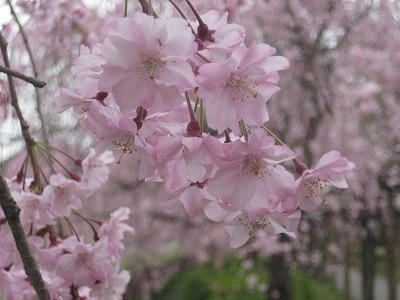 s-IMG_sidaresakura.jpg