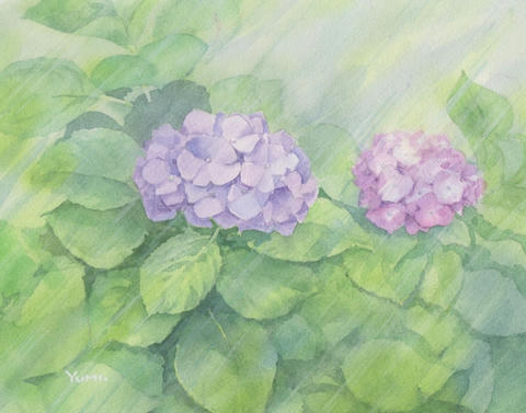 油絵 油彩 油彩画 絵 絵画【梅雨の水たまり白い紫陽花】 絵画