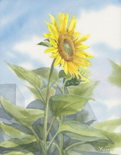 向日葵 13 やっぱり 水彩画