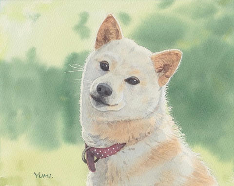 白い柴犬｜やっぱり！水彩画