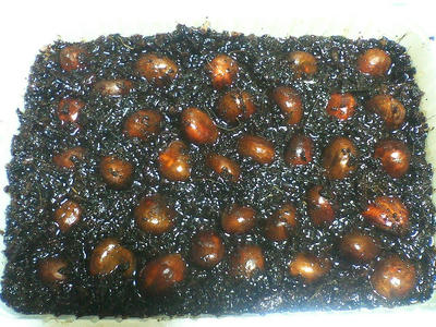 びわの種 種まき えひめai 2と生ゴミ堆肥で家庭菜園