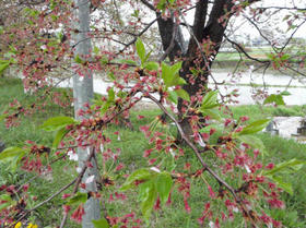 P4180212s.jpg