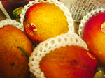mango_up.jpg