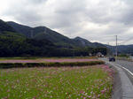 kosumosu2.jpg