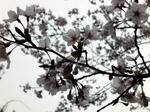 sakura2010.jpg