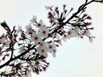 sakura.jpg