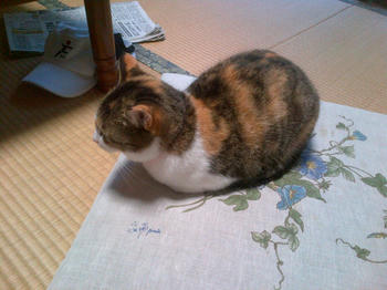 IMG-20121125-00203.jpg