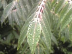 水滴003