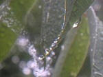 水滴006