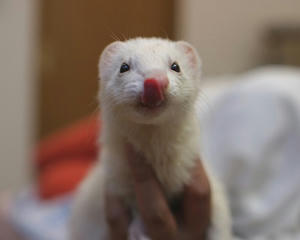 purin17.jpg