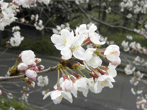 080327-2_s.jpg