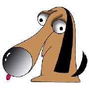 Beagle of big nose