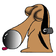 Beagle of big nose