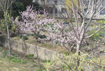 IMGP0241.JPG