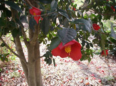 IMGP0240.JPG
