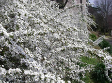 IMGP0237.JPG