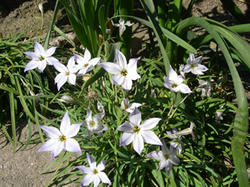 flower.jpg