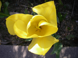 tulip.png