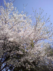 SA3A0485.JPG